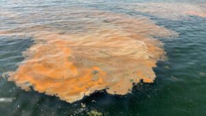 Marmara’da denize girerken bir daha düşünün!